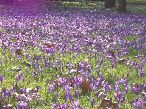 Damson Cottage B&B เลค็อก ภายนอก รูปภาพ